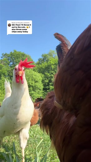 Essential Homestead Chicken Care Tips