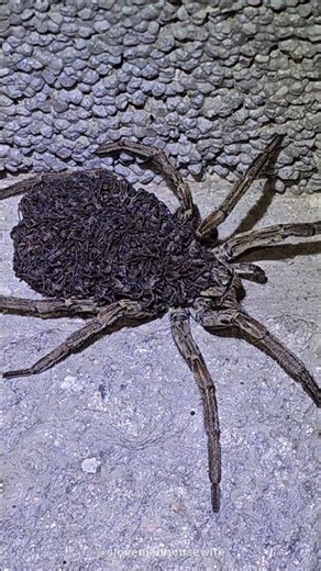 Hundreds of babies on her back #wildlife #spiders