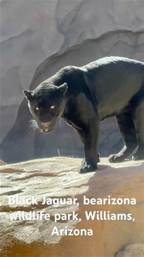 Black jaguar, bearizona wildlife park, Williams, Arizona, 10/2025