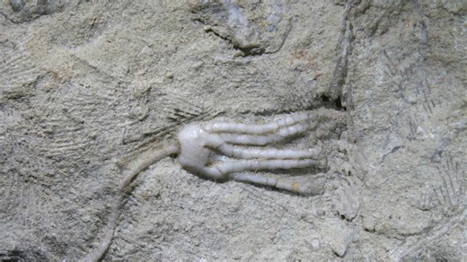 This 21-Foot Predator Was Discovered in Antarctica, and It Changed What We Know About Dinosaurs