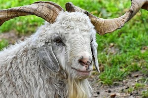 Raising Fiber Goats: Everything You Need to Know