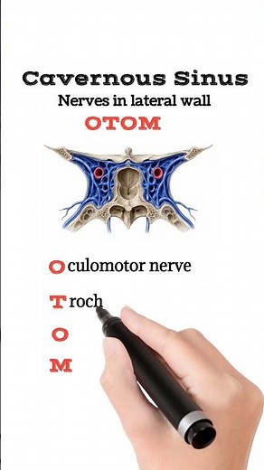 Nerves in the lateral wall of cavernous Sinus