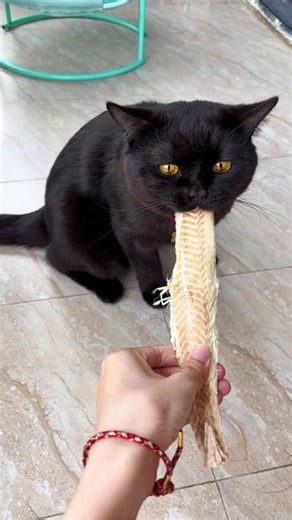 招财只有在跟我要吃的时候才会哇哇叫，平时高冷的很#玄猫 #黑猫 #黄金瞳 #鳕鱼冻干 #猫零食