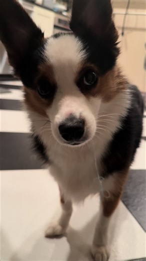 Pretty dog❤️ #DogsOfTikTok #RescueDogLife #LifeWithMars