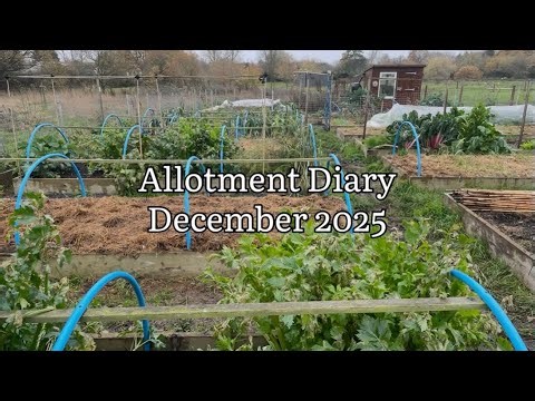 Allotment Diary December 2025, Allotment Update December 2025