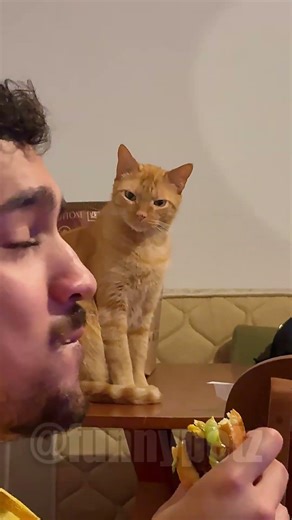 Mean Cats Being Menaces 😂🐱💀