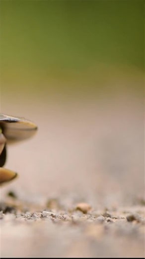 14K views · 219 reactions | Northern Long Necked Turtle This shy...