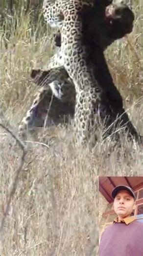 2 Fighting Leopards Take Dramatic Fall out of Tree दो लेपर्ड की लड़ाई#दो तेंदुआ का झगड़ा