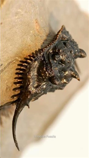 Rare Leonaspis hastata Trilobite 🦂 | Stunning Spines & Ancient Detail!