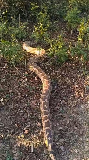 Manik Kapoor on Instagram: "The Gentle Giant: Indian Rock Python #viral #snake #punjab #india #wildlife"