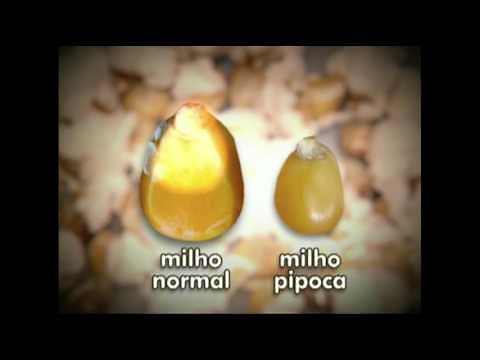 A diferença entre o Milho Comum e o Milho de Pipoca