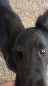 18 reactions | All three dogs love @littlehuntereats turkey recipe!! Code "Magic" to save 60% !!!! That's a huge discount! . . . #dogloversfeed #dogmom #gsd #dogsocial #blackgsd #doglovers #gsdlove #petsoftheday #dogfood | Magic The GSD | Facebook