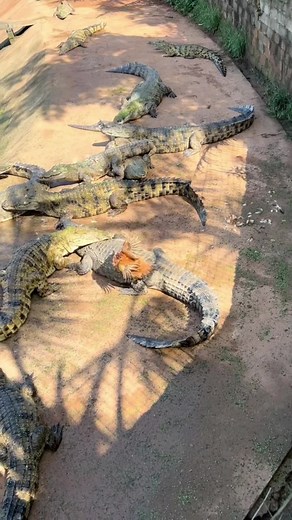 MR crocodiles on TikTok