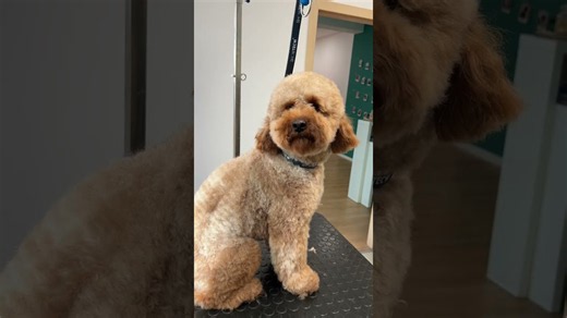 From fluffy to fabulous: Full poodle grooming transformation!