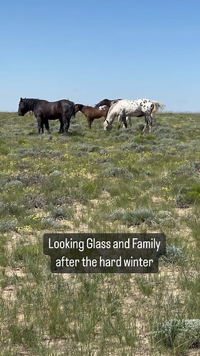 The wild Leopard Appaloosa stallion Looking Glass and his family survived the harsh winter in the Red Desert Complex of Wyoming and have even added a new family member, the gorgeous black mare Nessa. #carolwalker #wildhoofbeats #wildhorses #wonderfulwildhorses #saveourwildhorses #wildhorsesofwyoming #wildhorsesofinstagram | Horse Photography Workshops