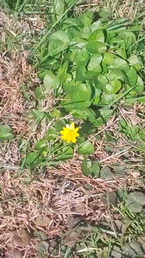 The first flower i've seen since Spring started 🌻☀️