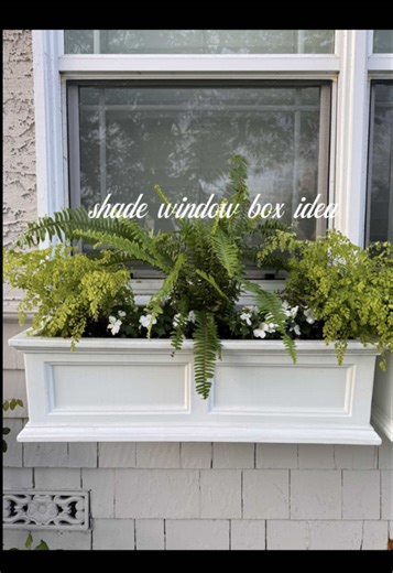 creating a soft shade window box with kimberly fern, maidenhair fern, white impatiens begonias 🌿 added biotone by @Espoma Organic for strong roots and summer growth. . . . #windowbox #shadeplants #containergardening #gardentok #coastalgarden