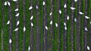 Aerial view of a flock of snow geese. Moving with a drone down low seeing an individual goose and flying up high to see thousands of the birds during migration