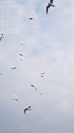 Birds- Blob Tracking