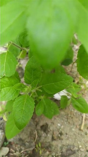 Benefits of Tulsi plant from kitchen garden #shorts #viral #tulsi #gardening #facts