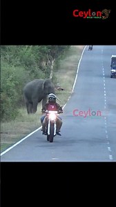 tusker attacking to bike on the road #attack #srilanka #elephant