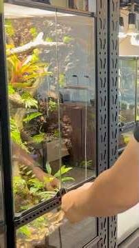 하루 1분이면 끝나는 비바리움 관리 | vol.01 #vivarium #garden #terrarium #비바리움 #테라리움 #cleaning #오르리움 #orrium