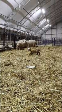 ANOTHER REJECTED LAMB?!! (this one’s on me.)🫣