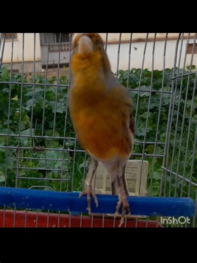 Frantic Canary Singing to Train for Mating