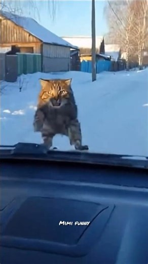 Angry cat attacks a car for chasing away her meet😂
