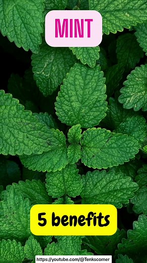 5 Health Benefits of Mint: Improve Digestive Health with Mint Leaves