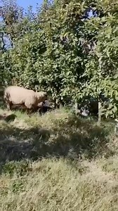 "Smart Sheep Grazing for Fruit Protection" #Germany #FarmingInnovation #SheepGrazing #FruitProtection #SustainableFarming | Satisfying Videos