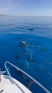 49K views · 1K reactions | LAGHI DI SIBARI  Delfini in Calabria  Video © Giuseppe Guido - 03/05/2025 | PIANA DI PALMI | Facebook