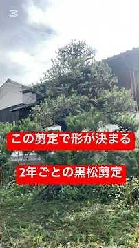 【関連動画をチェック】2年ごとの剪定、黒松を整える極意#黒松剪定 #松の剪定 #庭師 #剪定 #造園業 #庭木の手入れ #職人技 #プロの剪定 #JapaneseGarden #