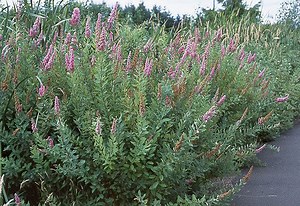 Spiraea douglasii - Alchetron, The Free Social Encyclopedia