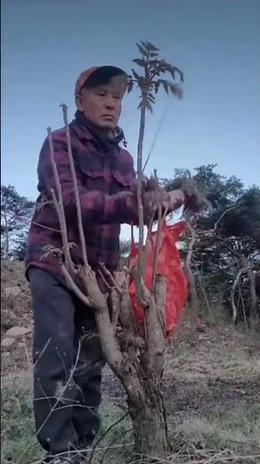 First harvest of 100kg of bamboo shoots #Bamboo tree cultivation and three formulas for selecting...