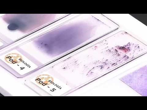 Manejo del Microscopio Óptico