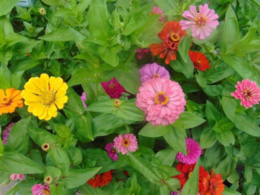 Top 10 Easy Plants for Kids to Grow