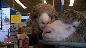 9.7K views · 81 reactions | GWN7 MACHINERY FIELD DAYS Bumper crowds have turned out for the first day of this year's GWN7 Dowerin Machinery Field Days. Thousands of people from across the state flocked to the Wheatbelt today, all keen to get a glimpse of one of the largest Agricultural Shows, in the Southern Hemisphere. | 7NEWS Regional WA | Facebook