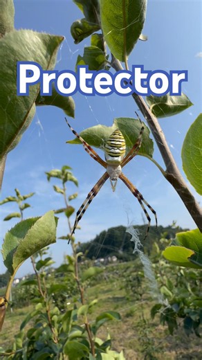 The beneficial Wasp Spider: A guardian that preys on stink bugs.益虫のナガコガネグモ、カメムシを捕食してくれる用心棒。