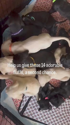 Help us give these 14 adorable fluffs, a second chance. 🐶❤️ We’re on a 2-day journey to bring these little bundles of joy to Rochester, NY, where loving arms and new adventures await The Second Hand Dog Rescue, Inc. But we can’t do it without your help. Your support covers the journey, the care, and gives these pups the second chance they deserve.🚗💕Albert and Adrian are driving the PTTR Pawtyvan all the way to Knoxville, TN, to pick up 14 ‘Great Doodle’ puppies and 3 adult dogs, each with a s