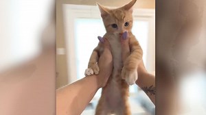 Neue TikTok-Challenge macht sprachlos: Menschen schleudern für Klicks ihre Katzen durch die Luft