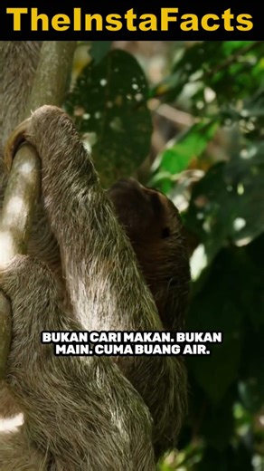 Sloth Turun dari Pohon Cuma Buat BAB