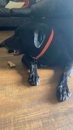 Rin is enjoying his Christmas with Milk Bone dog biscuits. Merry Christmas 2025! #milkbone #christmas2025 #ilovedogs #dogsarefamily | Anneka Luna