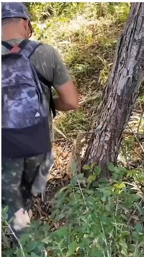 This video is soo cute! 🥰 It's heartwarming to witness the sight of this adorable baby sloth finally being reunited with the mommy sloth. The way it squeaks before they embrace each other and cling onto each other's fur is simply adorable. It makes me just squee!! 🫶🥰 #sloth #babysloth #cute #baby #wildlifelovers | Sharesloth