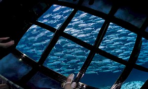 Glass Bottom Boat Tour