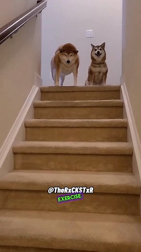 634K views · 29K reactions | Yogi, Boo-Boo & Zoomy Back!  Subscribe for Even More Exclusive Content!  Follow these Kids @shibamafioso ❤️ #Voiceover #voiceovers #viralvideos #viralpost #trendingmemes #foryou #foryoupage #edgymemes #edgymemesdaily #funnymemes #funnyvideos #wholesomememes #funnyclips #funniestmemes #funnyvideosdaily #hoodmemes #memesdaily #pixar #disney #discoverychannel #bbc #amazonpets #chewy #petco #chewychattypets #rxckstxr | Rxckstxr | Facebook