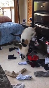 Looking for your odd sock! 🤣 | The Cat Butler - UK