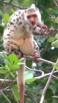The Spotted Cuscus of Waigeo – Papua’s Real-Life Marsupilami!