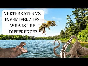 Vertebrates vs. Invertebrates: What’s the difference?