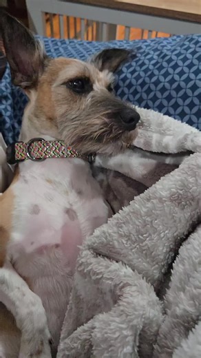 Sadie getting her Zzzzzz in.. #sleep #snoopdogg